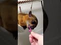 キンカジュー君　長い舌でハチミツ舐める kinkajou エキゾチックアニマル キンカジュー ペットのいる暮らし ハチミツ shorts