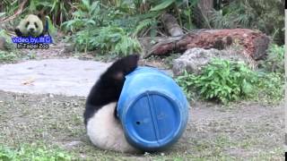 20150111圓仔滾藍桶桶 The Giant Panda Yuan Zai