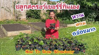 เมียฝรั่งปลูกสตรอว์เบอร์รี่กินเอง หอมและหวานอร่อยมาก | How To Grow Strawberry | Yanee UK ยาณี ยูเค