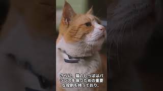 猫の豆知識 #ねこ #cat