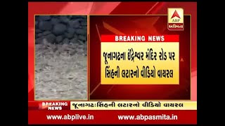 A lion roaming in public area in junagadh