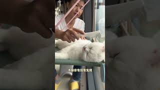 养猫之后家里的氛围越来越好，家里的运气也好了，这都是小猫带来的福气。善待小猫就是善待自己，一定要善待毛孩子，也许这是它们最后一世做猫了。是宠物更是家人 家有萌宠