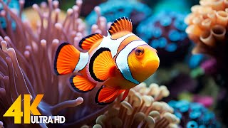 Aquarium 4K VIDEO (ULTRA HD) 🐠 Beautiful Coral Reef Fish - Relaxing Sleep Meditation Music #96