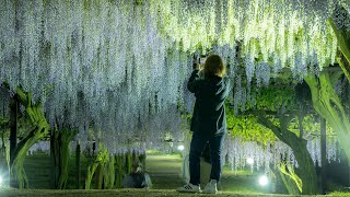 和気藤公園の藤棚VOL.4 8K《岡山県・和気町》