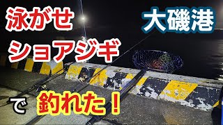 【大磯港】泳がせ、ショアジギング、落とし込みで釣れた！　夜釣り～朝マズメ