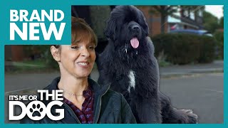 75KG Newfoundland is Unaware of His Size | Full Episode | It's Me Or The Dog