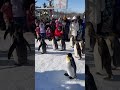 北海道旭山動物園可愛的企鵝們🇯🇵🐧