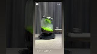 Glass Plant with LED #explore #tech #gadgets #shortvideo #shortsfeed #viral #homegadgets #trending