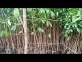 Mahogany Seedlings