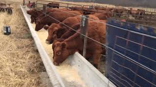 Choosing Replacement Heifers
