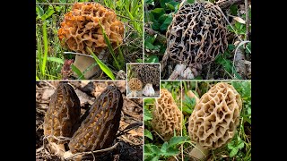 Spitzmorcheln \u0026 Speisemorcheln finden | Morchella conica | Morchella vulgaris | Morchella esculenta