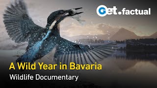 Wild Bavaria - Born from Ice | Full Wildlife Documentary