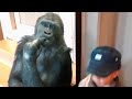 Gorilla girl jealous of her best friend｜Shabani Group