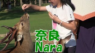 奈良公園～ならまち Nara Park～Naramachi (Japan)