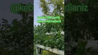 Seledri Hidroponik #seledrihidroponik #seledri #garden #gardening #farming #farmer#video#videoshort