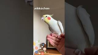 オカメインコのぴっこちゃんがミッキーマウスマーチを歌います🐥💕