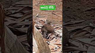 అడవి కోడి ఇలా ఉంటుంది || Wild Hen || #wildlifefarming