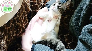 抱っこが嫌いな猫を膝の上で赤ちゃん抱っこしてみたら少しだけ我慢してくれた