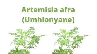 Artemisia Afra (Umhlonyane)