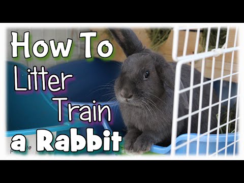 How to Litter Train a Rabbit How to Litter Train a Rabbit