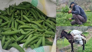 هنا في أيت وياغر مركز الفلاحة والمنتجات الطبيعة..نواحي الحسيمة