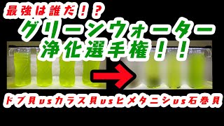 水槽の緑色が透明に！？グリーンウォーターを透明にしてくれる生き物はこれ！