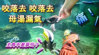 【狗頭魚造反】奔來今顛高高興興手餵燕魚，泥為什莫要咬我滴手？藍瘦，香菇在這裡。第一次被一個員工弄得這麼香菇，藍瘦……