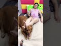 美女 萌宠出道计划 记录真实生活 夫妻 funny goldenretri youtubeshorts pets cleverdog comedy