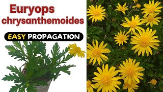 Euryops chrysanthemoides - 2 BEST ways to Propagate the Yellow Bush Daisy