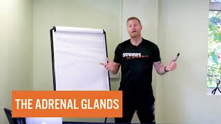 The Adrenal Glands | Storm Fitness Academy
