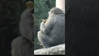 ペレットが大好き　スモモちゃん💗   【上野動物園】   ゴリラ