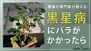 【どうする？】薔薇が黒星病にかかったら！