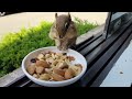 Squirrels' reactions to a chipmunk taking their food