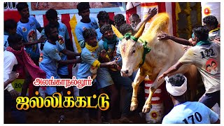 அலங்காநல்லூர் ஜல்லிக்கட்டு களத்தில் மல்லுக்கட்டும் வீரர்கள் | Jallikattu | Alanganallur Jallikattu