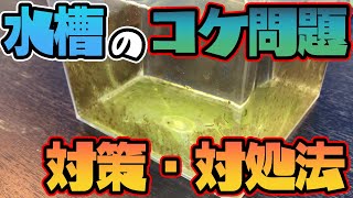 ベタ水槽におけるコケのと対処法について【ベタ飼育】