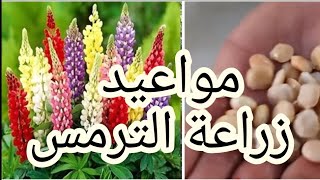 مواعيد زراعة الترمس