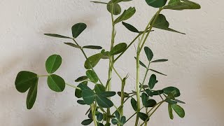 Arachis hypogaea - Peanut