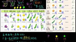 高一生物2-2觀念05分離律-單性雜交實驗結論