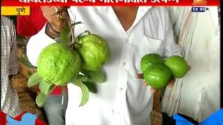 Pune : Farmer Production Of Thailand Gauava Sugarfree