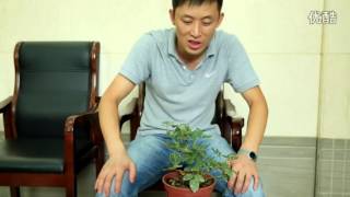 天狼说月季   月季的虫害蓟马 高清