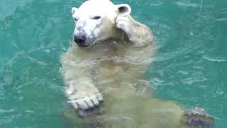 【シロクマの1分動画＃44】イっちゃんママ耳かゆいの？💗【天王寺動物園】