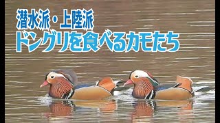 ドングリを食べるカモたち　マガモ、オシドリ、トモエガモ