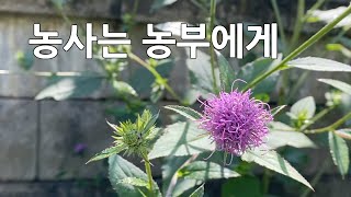 [밴쿠버 텃밭가꾸기] #곤드레(고려엉겅퀴) #찰옥수수, Gardening, Vancouver, Canada