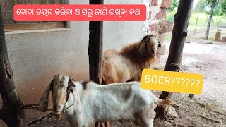 Choosing  buck for breeding of #blackbengal goats।ଆମ ଦେଶୀ ଛେଳି ପାଇଁ କୋଉ ଜାତି ବୋଦା???