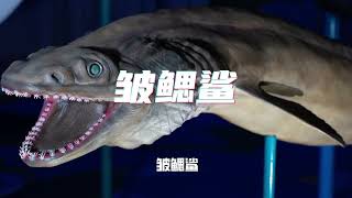 马里亚纳海沟最恐怖的23种生物，最后一种竟达200多米？！