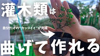 塊根の“カッコイイ”は自分で作れる！灌木類を曲げて作る方法。