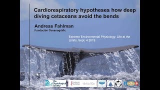 How deep diving cetaceans avoid the bends