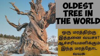 உலகின் அதிக வயதுடைய மரம்||World oldest tree