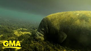 Rehabilitation efforts to protect dying groups of manatees