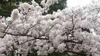 S5-12 Cherry Blossom in Shinjuku Garden with Song on Saturday 5 April 2014.